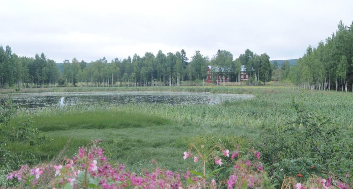 Även en brunand hane rastade tjärnen, förövrigt hela områdets enda under 2013.