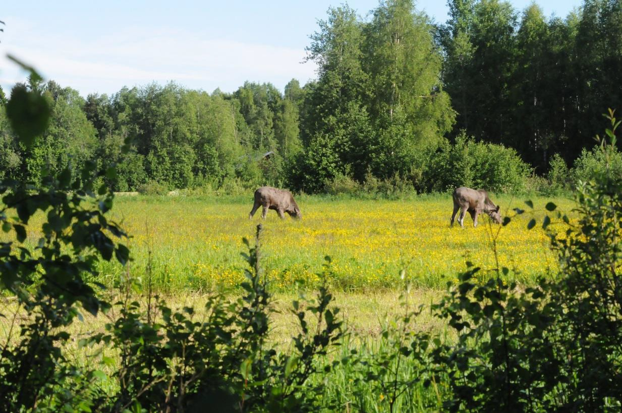 N. kyrkan S. Voxnan är ett område med lövskog myr och ett antal åkrar. Längst i öster betas det i ett tidigare skogsområde, Döholmen. Häckande fåglar förutom sångare, t och mesar även gröngöling.