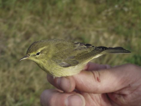 Lövsångarna genomför en snabb kroppsruggning. Denna fågel är i slutfasen. Foto: Bo Nielsen. Tabell 2.