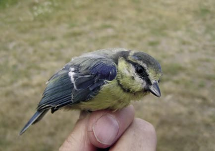 En blåmes i stadie 4 vilket syns på att några av fjädrarna på kinden är vita och enstaka blåa fjädrar har börjat växa på hjässan. Foto: Bo Nielsen. Medelvärde på fångstdag ger ett värde mellan dessa.