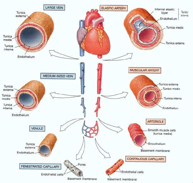 Blodkärlen: artärer,