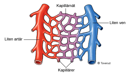 kapillärer Artärerna blir successivt mindre och övergår till slut i kapillärer (8 μm) (ett lager epitelceller) (Ingen cell befinner