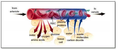 Ämnesutbytet kapillärer-celler Blodtrycket i den arteriella delen av kapillärerna är högre än i den venösa delen.