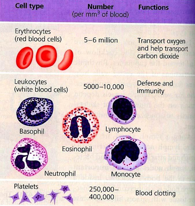 2. Vita blodkroppar (leukocyter) deltar i kroppens