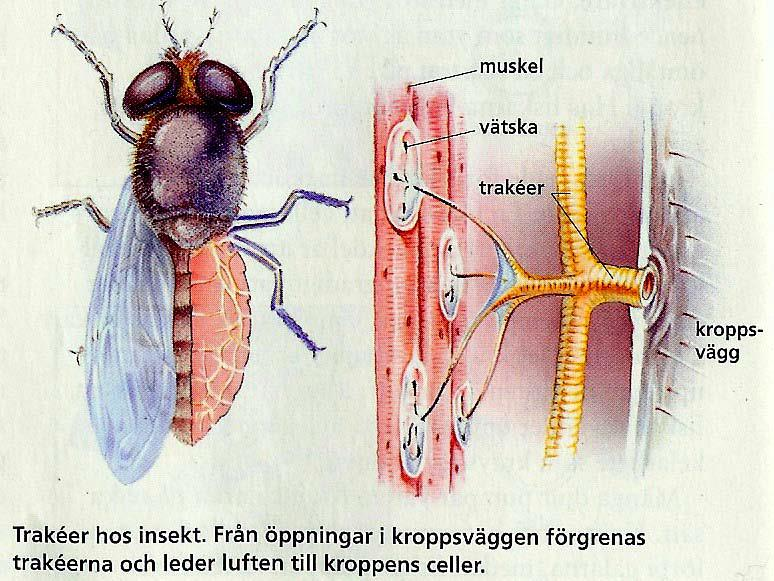 Hos insekter leds syre in i kroppen genom trakéer Aktivt pumpande med kroppen (hos stora insekter) eller genom diffusion.