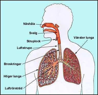Andning på land Lungan - människans andningsorgan Luften tas in, fuktas och värms upp i näshåla. (Näshår, slem och cilier filtrerar bort partiklar) Luften fortsätts att renas i svalg och luftstrupe.