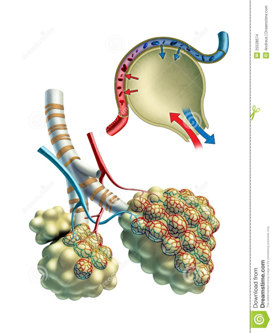 Alveolerna -gasutbytet Druvklasar i slutet av bronkiolerna.
