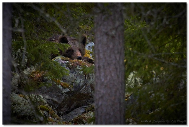 Björnens rätta ansikte av Leif Bength - 2015-01-14 http://www.wildlifephotographer.se/blog/2015/01/bjornens-ratta-ansikte/ En intressant film om vår brunbjörns beteende. Innehåller bl.