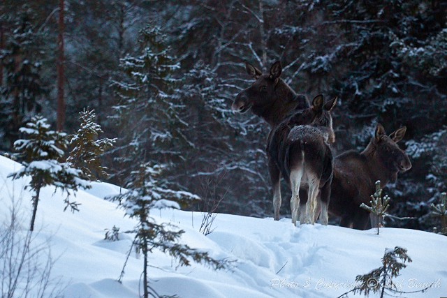 Älgfamiljen av Leif Bength - 2015-01-25 http://www.wildlifephotographer.