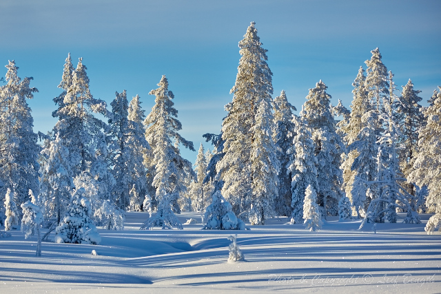 Vintertur med varganing av Leif Bength - 2015-01-26 http://www.wildlifephotographer.