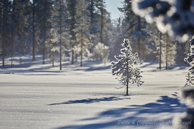 Där vintrar vargar av Leif Bength - 2015-01-27 http://www.wildlifephotographer.