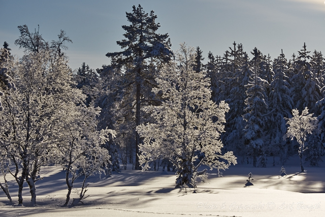 Skimmer i vinterland av Leif Bength - 2015-01-29 http://www.wildlifephotographer.