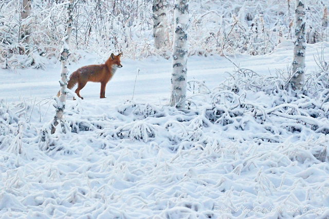 Dagens rödräv av Leif Bength - 2015-01-02 http://www.wildlifephotographer.