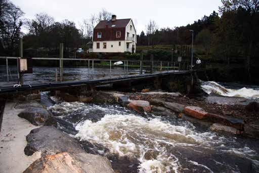 kommunekolog i Kungsbacka kommun. Till höger i bild syns fällda träd som är en del av arbetet med att anlägga fiskvägen runt Ålgårda kraftverk.