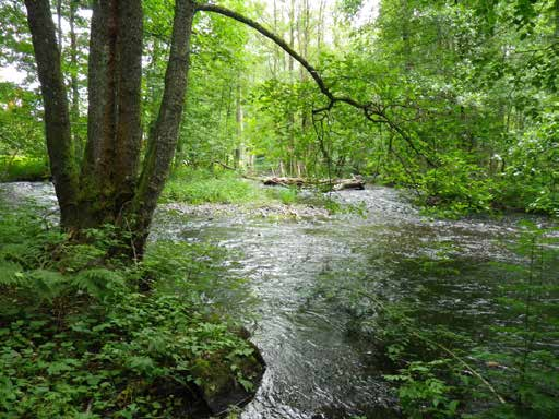 Figur 70. Kvillområde på sträcka 29 (protokollet för vattenbiotopen). En nyckelbiotop med en mycket varierad miljö.