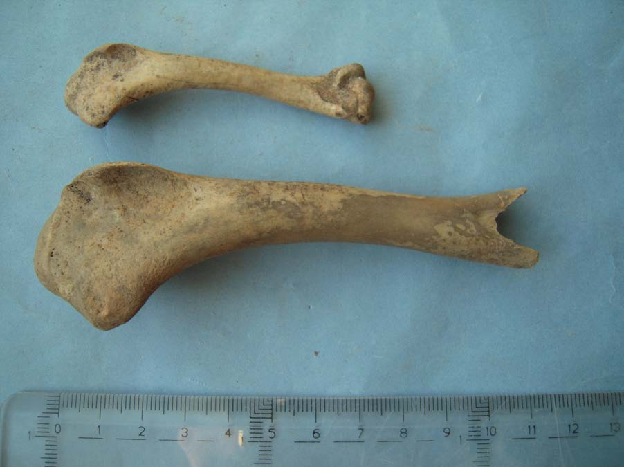 20 Kalkon Från tomt 235 (KG 124), tomt 236 (KG 119 och 156) samt tomt 246 (KG 219) finns några ben av kalkon (fig. 9).