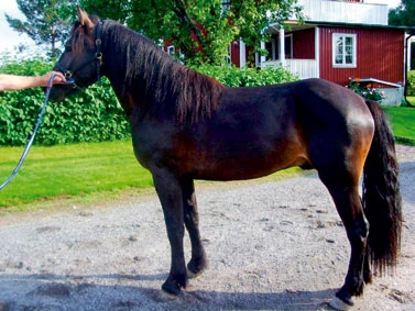 Bli hästägare hos Olav Mikkelborg! I samarbete mellan Årjängstravet och team Olav Mikkelborg erbjuds du att bli delägare i fine ODIN R.B. Odin R.B. är en 2-årig hingst efter succéhingsten Moe Odin, pappa till fenomenet Tekno Odin.