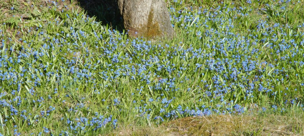 Här kommer staketet. Tomtgränsen går alldeles invid uthusets vägg. De här stolparna ruttnar inte i första taget. Gårdsplanen består av mer än 50 cm sand utanpå leran.