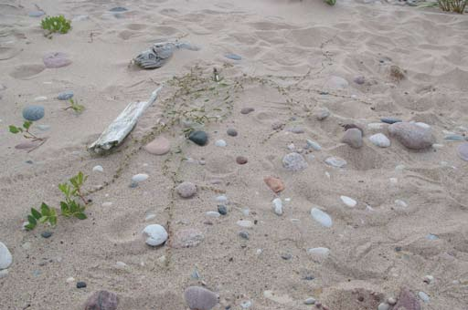 Figur 2. Näbbtrampört på Gotska Sandön. Foto: Maria Pettersson. Utbredning och hotsituation Historik och trender Näbbtrampörten har förmodligen minskat i antal i Sverige under den senaste tiden.