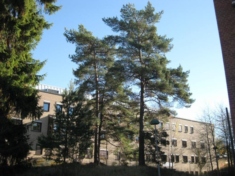 Planförslag och konsekvenser Planen innebär att en tätare stadsbebyggelse med gator kan byggas.
