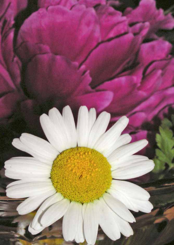 Midsommarblomster Midsommarnatten plockar jag klöver och timotej, karibacka och ängsull och blyga förgätmigej, blåklockor och violer och sen drömmer jag om dig och då vet jag att du älskar blott mig.