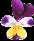 ..... plockade blommor: Under påsken plockade min son och jag tussilago.