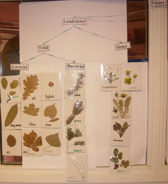 Artkunskap Mål: Kunna namnge några växter och djur och utifrån bl.a. utseende sortera dem i olika grupper.