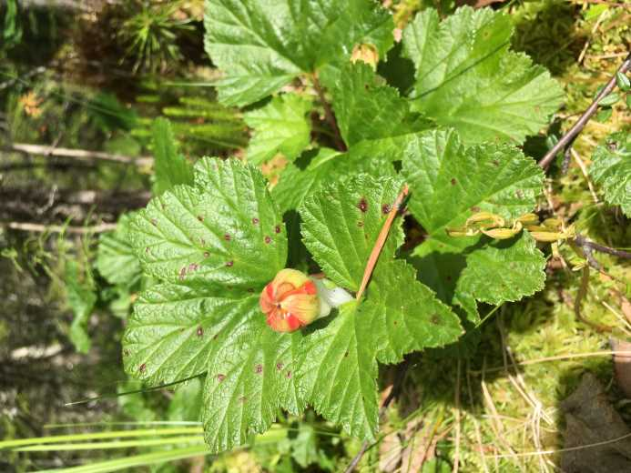 Skog Strömsjönäs