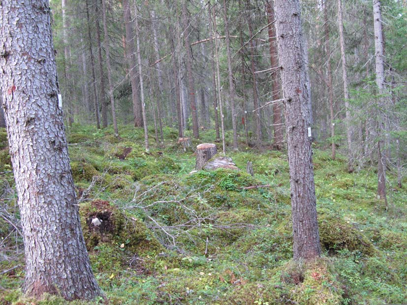 RAPPORT NR 22/2008 De nya försöks- och demonstrationsytorna Halåsen försöksyta Försöksytan ligger 1,5 mil norr om Östersund (figur 21).