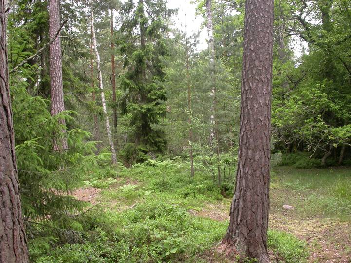 RAPPORT NR 22/2008 Försöket avser att besvara följande frågor: 1. Hur påverkas rekreationsvärdena och naturvärdena vid tillämpning av behandlingen? 2. Hur utvecklar sig den långsiktiga skogsproduktionen över tiden med den utförda behandlingen?
