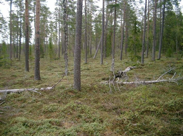 RAPPORT NR 22/2008 Bild 3. Foto från försöksytan i Fångåmon. Fotograf Sven Hagström Tabell 9. Beståndsdata för Fångåmon.