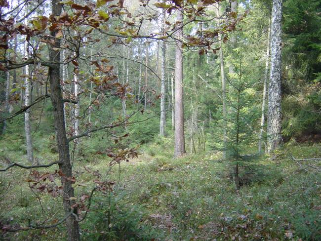 RAPPORT NR 22/2008 Bild 4. Foto från försöksytan i Eriksköp. Fotograf Per-Magnu Ekö. Försöksdesign Försöket består av 4 försöksled och 3 block, d. v. s.totalt 12 parceller (Figur 40).