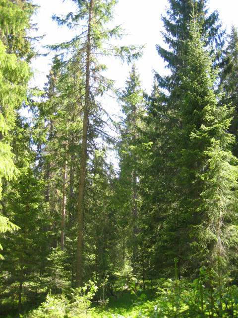 Anpassad skötsel: exempel på hyggesfritt skogsbruk i Mellannorrland Some examples of continuous cover forestry practices in northern Sweden Lisa Jansson