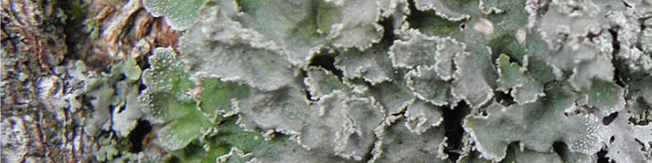 Desssutom noterades den tidigare rödlistade mossan alléskruvmossa Syntrichia virescens på många av lindarnas stambaser, där den gynnas av uppvirvlat mineralrikt damm från grusgångarna.