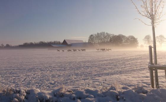 FARMAKOKINETIK Farmakokinetik Toradol Den farmakokinetiska informationen är baserad på racematet, men återspeglar farmakokinetiken för den aktiva S(-) enantiomeren efter samtliga administreringsvägar.