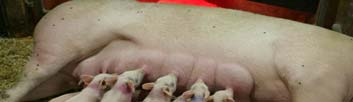 Handlingsplan för att öka svensk grisproduktion Avelspoolen,