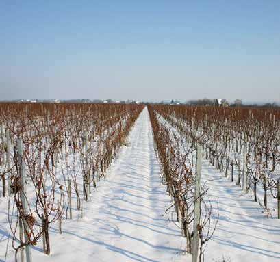 Om regionen Jordmån Vinproduktionen i Kroatien har gamla anor och vin produceras idag i hela landet.