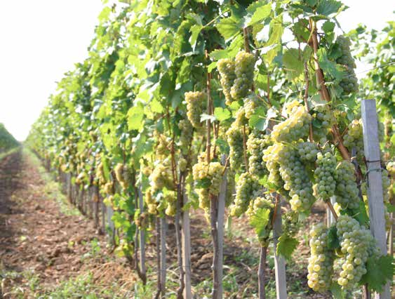 Framställningen Vineriet Vineriet utvecklas kontinuerligt och producenten bygger för närvarande ett helt nytt vineri om ca 1 000 kvadratmeter.