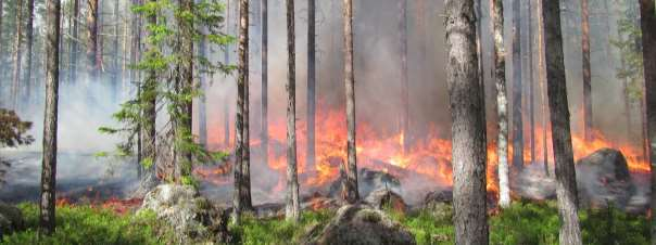 På tre ställen ökades intensiteten för att döda fler träd och på sikt skapa en öppen glänta. Efter någon timme gick två personer med brännkannor.