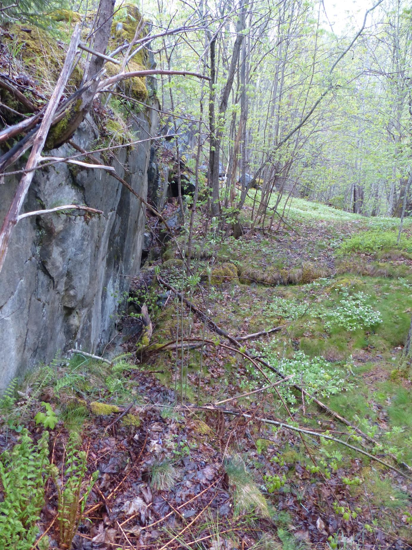 Figur 29. Förkastningsbrant som uppstod vid raset 1966, här kallat Arkivförkastningen. Foto i maj 2016.