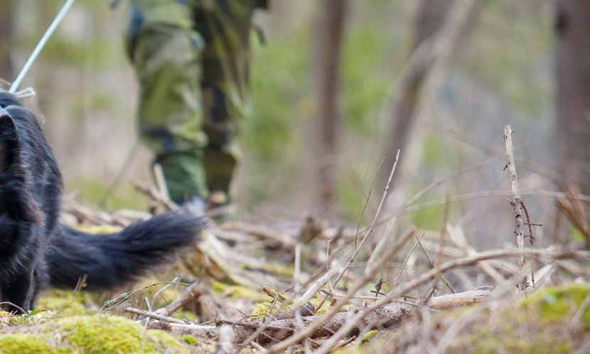 Parullhundar i Sverige ger underräelser ill Försvarsmaken varje dygn, avslöjar Thomas.