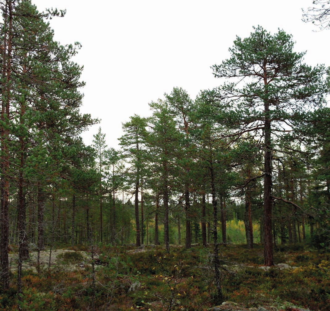 JORD OCH SKOG I MASBO Obebyggd fastighet om 21,7 ha nära Hudiksvall.