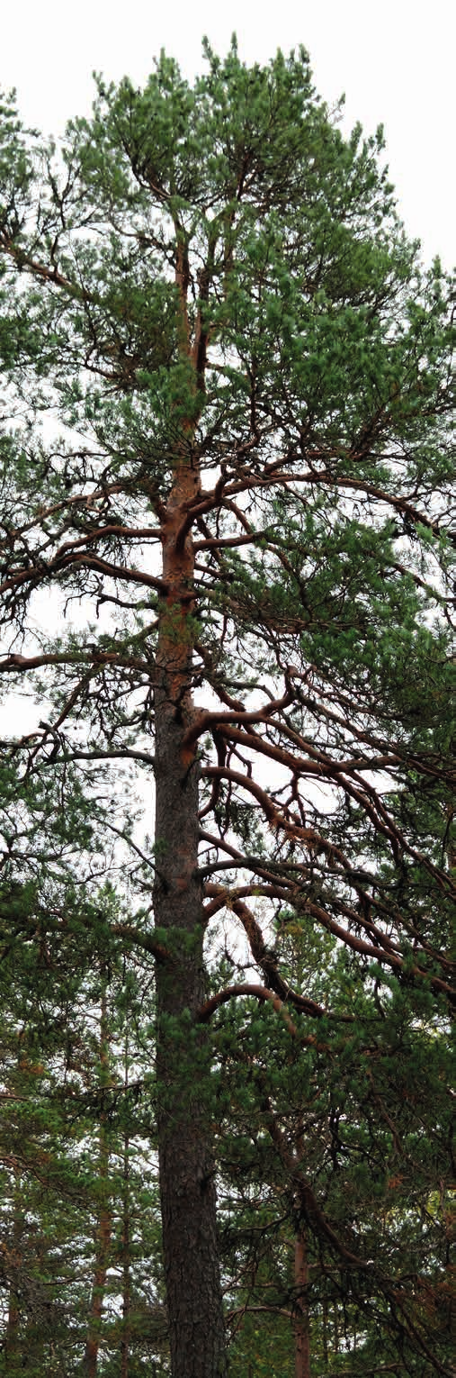 RÄTTSFÖRHÅLLANDEN FASTIGHET Hudiksvall Fläsbro 3:3 ÄGARE Anders Thidewall 1/1 AREAL Areal enligt fastighetsregistret 24,2467 ha Produktiv skogsmark Myr/kärr/mosse Berg/hällmark Inäga/åker Väg och