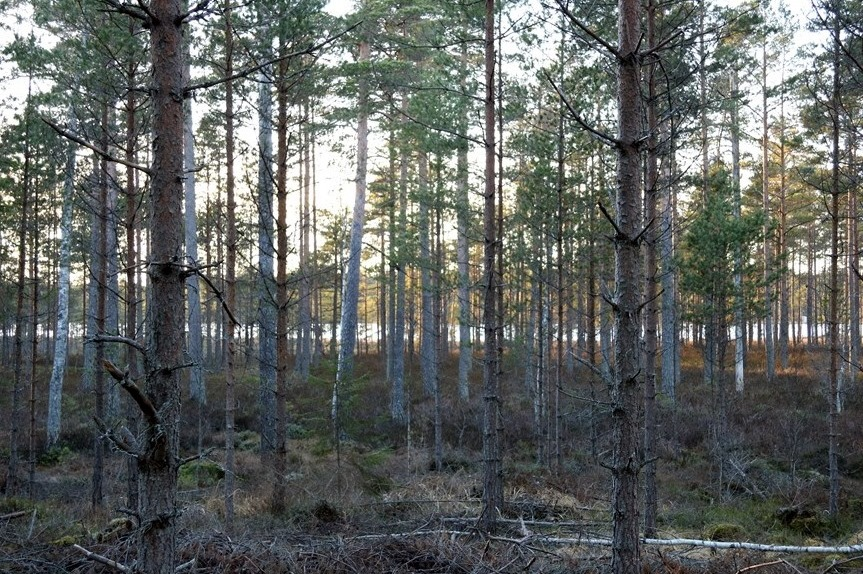 Skogsfastighet vid Dysjön HEBY HUDDUNGEBY 3:5 DEL AV, SKIFTE 14 Större tillväxtfastighet om totalt 160 ha som fördelas på 129 ha produktiv skogsmark, 15 ha vatten i Dysjön och 15 ha impediment.