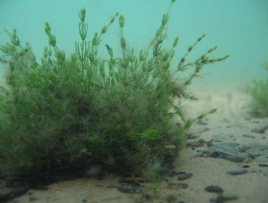 glacialrelikter, andel lövskog i tillrinningsområdet, tillförsel av organiska miljögifter, sedimentkemi, miljögifter i fisk, påväxtalger.