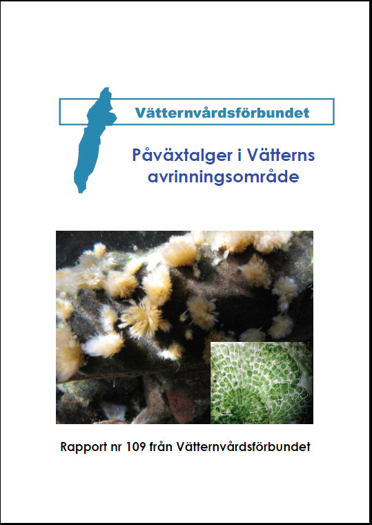 äter rom. Men den visar att kräftor av en viss storlek mycket väl kan utgöra en viktig del i rompredation.