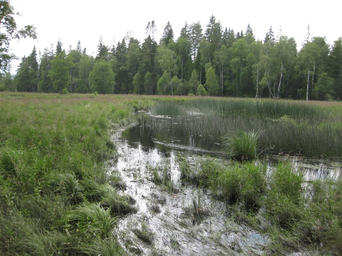 Våtmark längs Västerån, Kättesjö mosse. Foto Länsstyrelsen. 9.