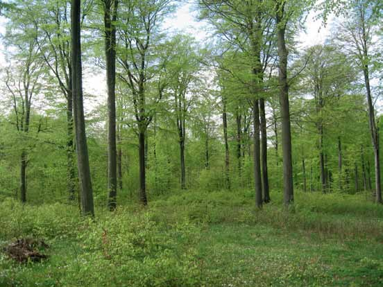 Bokskog På goda och medelgoda marker, särskilt i Skåne och Blekinge, finns relativt stora arealer med rakvuxen och grov bokskog.
