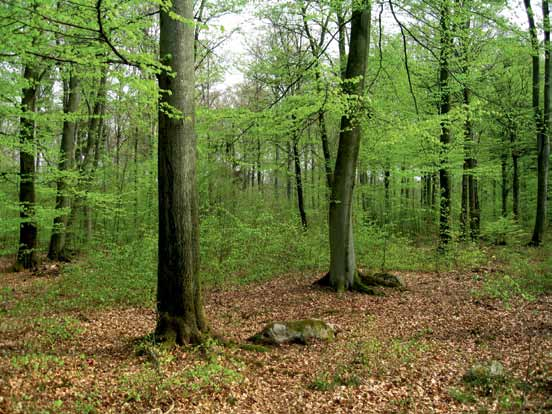 2. Skötsel av ädellövskog med generell hänsyn (PG) Man kan också välja att ha en överhållen, tätare skärm vid föryngringen.