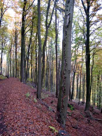 Vid traditionellt skärmskogsbruk av bokskog blir skogen under föryngringen relativt gles och beståndsklimatet betydligt torrare.